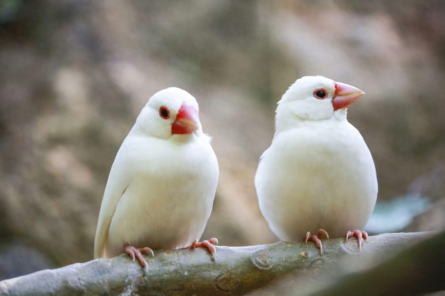 宠物鸟类有哪些适合养在家里的品种（哪些鸟好养而且不易死？家中养什么鸟比较干净）(图5)