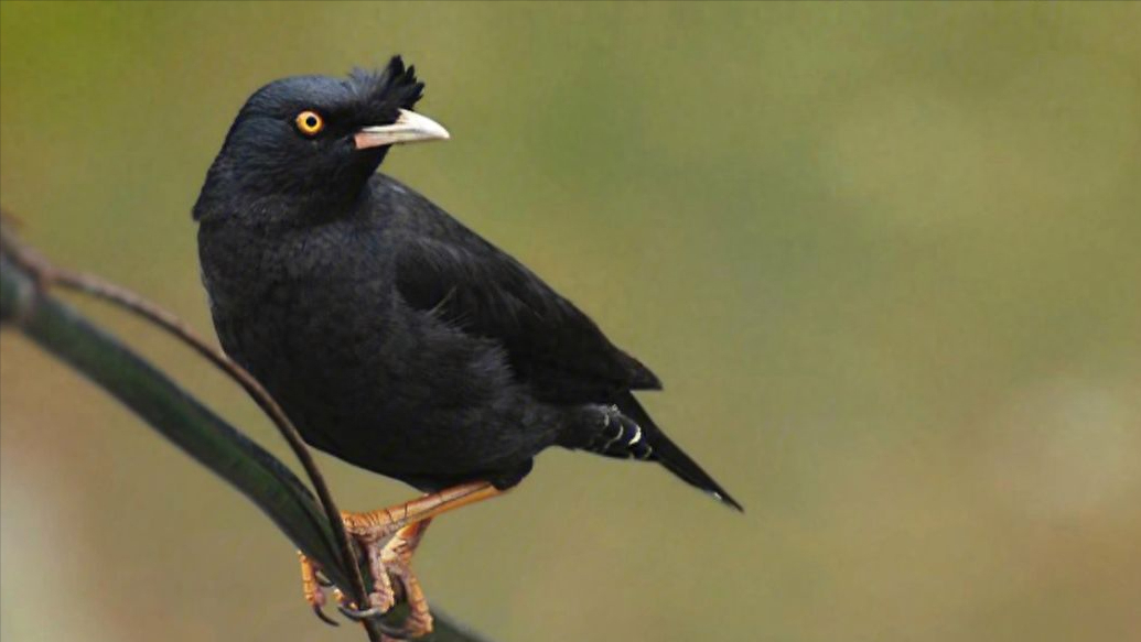 宠物鸟类有哪些适合养在家里的品种（哪些鸟好养而且不易死？家中养什么鸟比较干净）(图4)