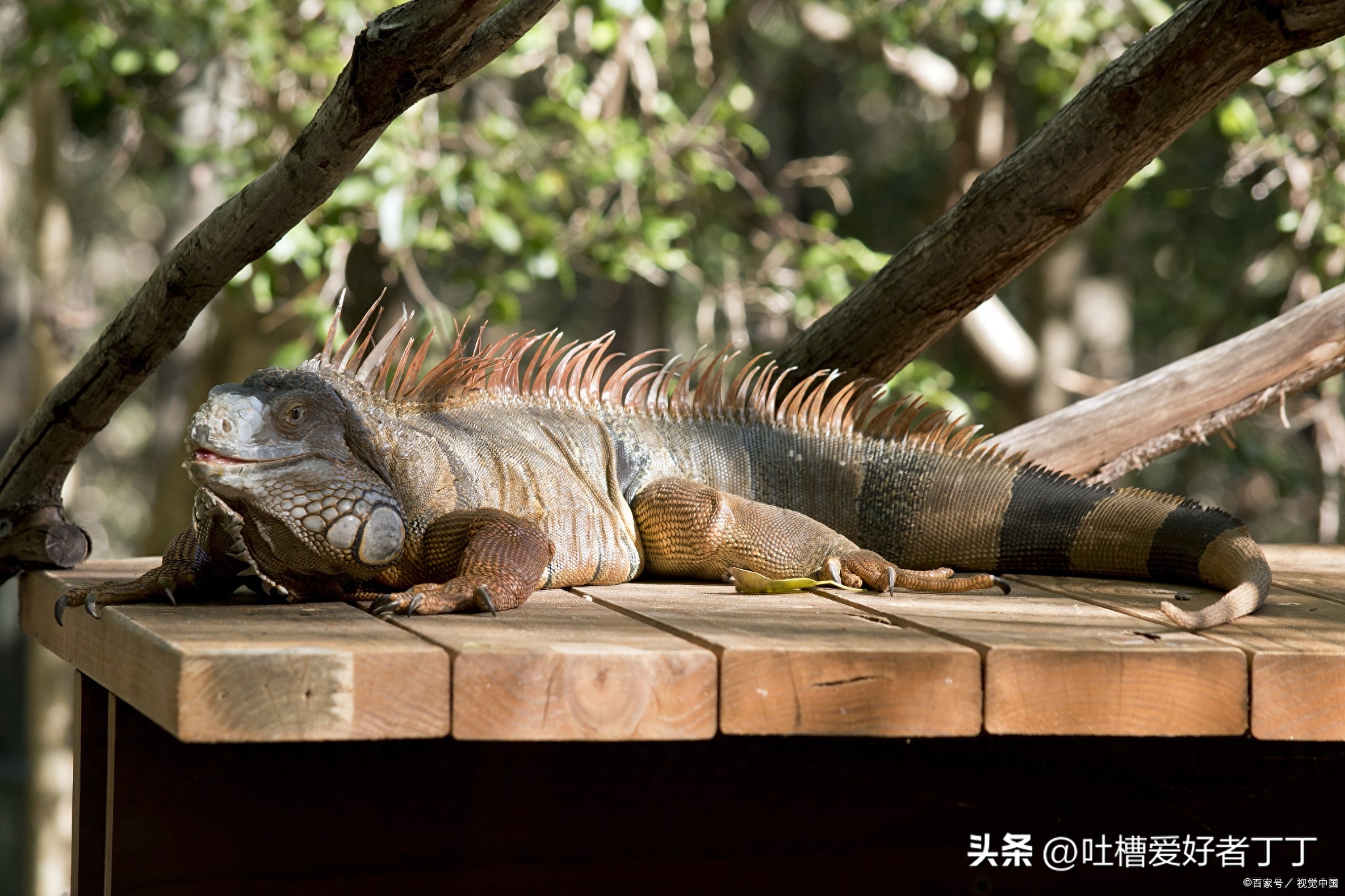 宠物蜥蜴需要注意哪些饲养细节（新手养宠物蜥蜴容易犯的错误）(图1)