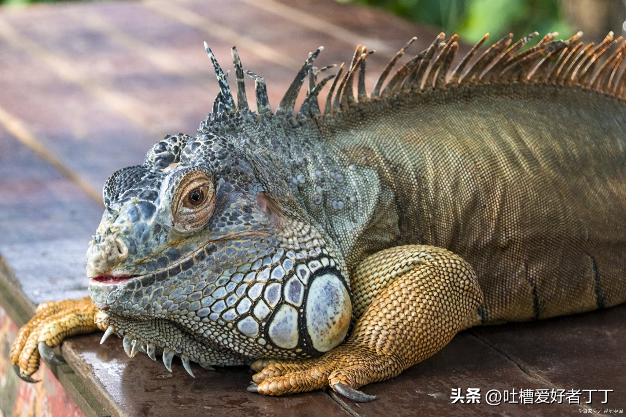 宠物蜥蜴需要注意哪些饲养细节（新手养宠物蜥蜴容易犯的错误）(图3)