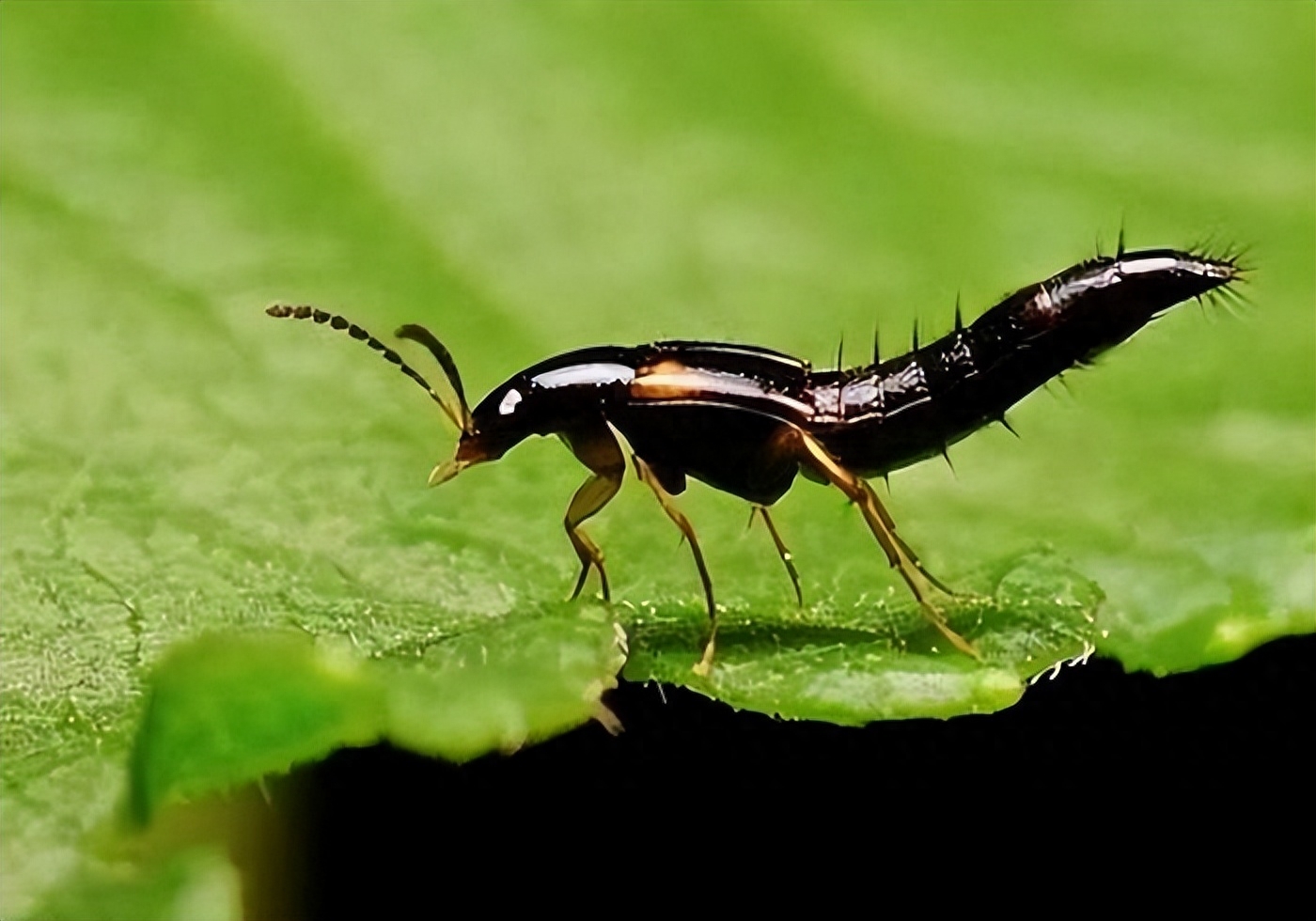 家里出现隐翅虫怎么消灭（宝鸡一男子拍死隐翅虫，致身上多处溃烂肿痛，遇到隐翅虫怎么办）(图3)