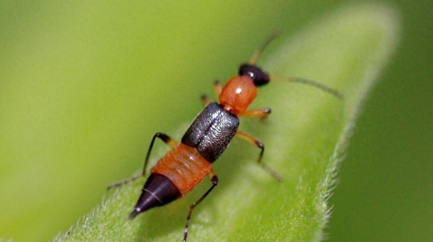 家里出现隐翅虫怎么消灭（宝鸡一男子拍死隐翅虫，致身上多处溃烂肿痛，遇到隐翅虫怎么办）(图4)