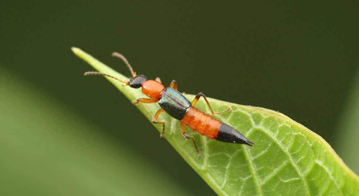 家里出现隐翅虫怎么消灭（宝鸡一男子拍死隐翅虫，致身上多处溃烂肿痛，遇到隐翅虫怎么办）(图11)