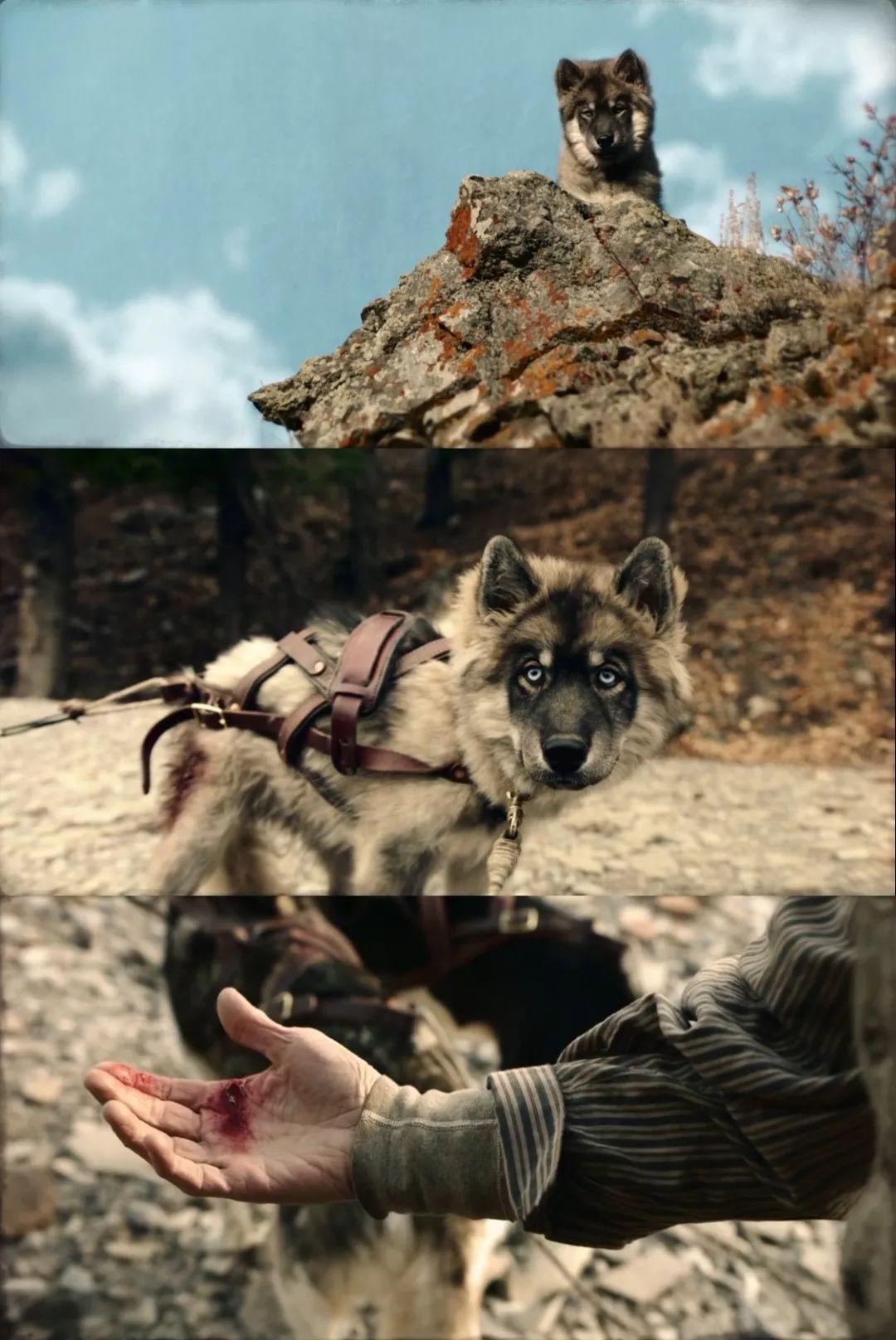 关于雪橇狗的电影（8.8分，真实事件改编，年度最佳狗片）(图19)