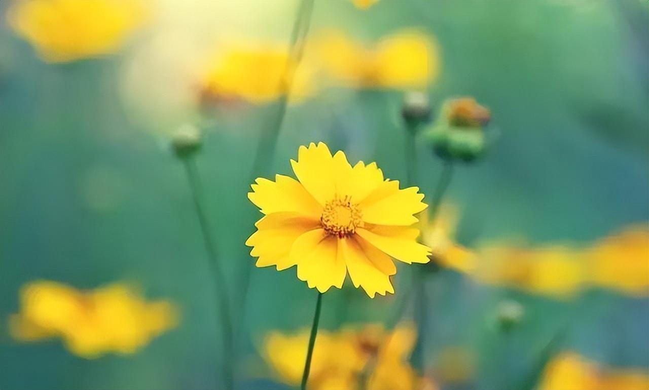 妈妈生日最暖心短句（妈妈生日文案，让妈妈感受到最真挚的爱）(图5)