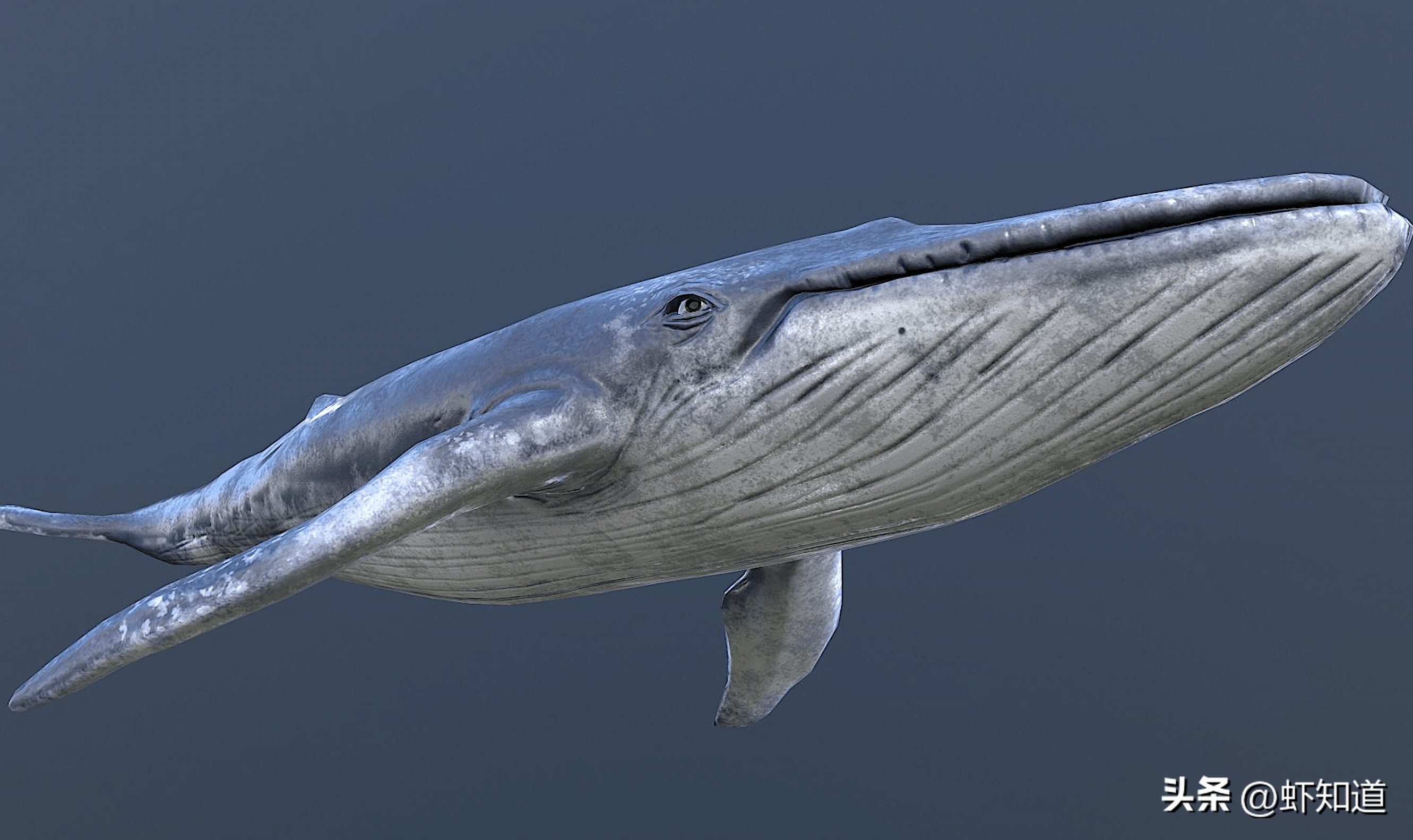 最大的鱼是什么鱼（世界上最大的鱼是什么鱼？鲸鱼吗）(图1)