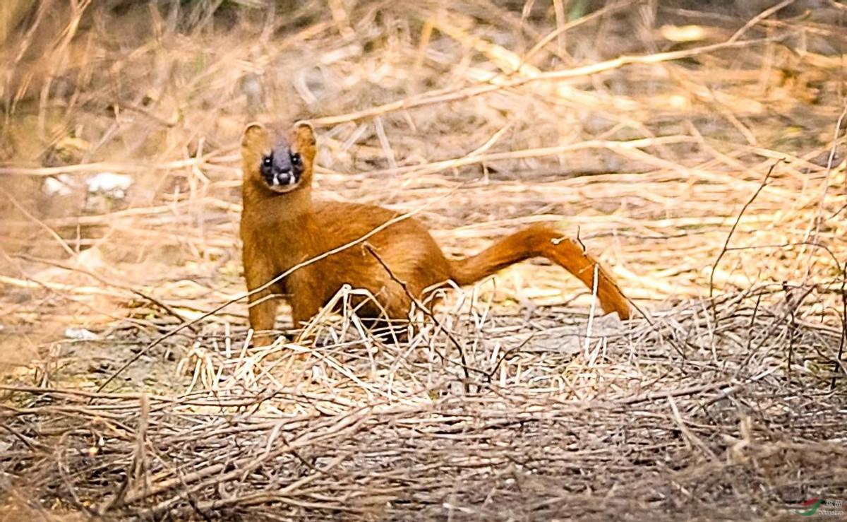 黄皮子进家什么预兆（黄皮子闯进家里怎么办？老人都说不能得罪，因为它报仇会报三代）(图4)