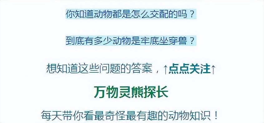 黄皮子进家什么预兆（黄皮子闯进家里怎么办？老人都说不能得罪，因为它报仇会报三代）(图3)