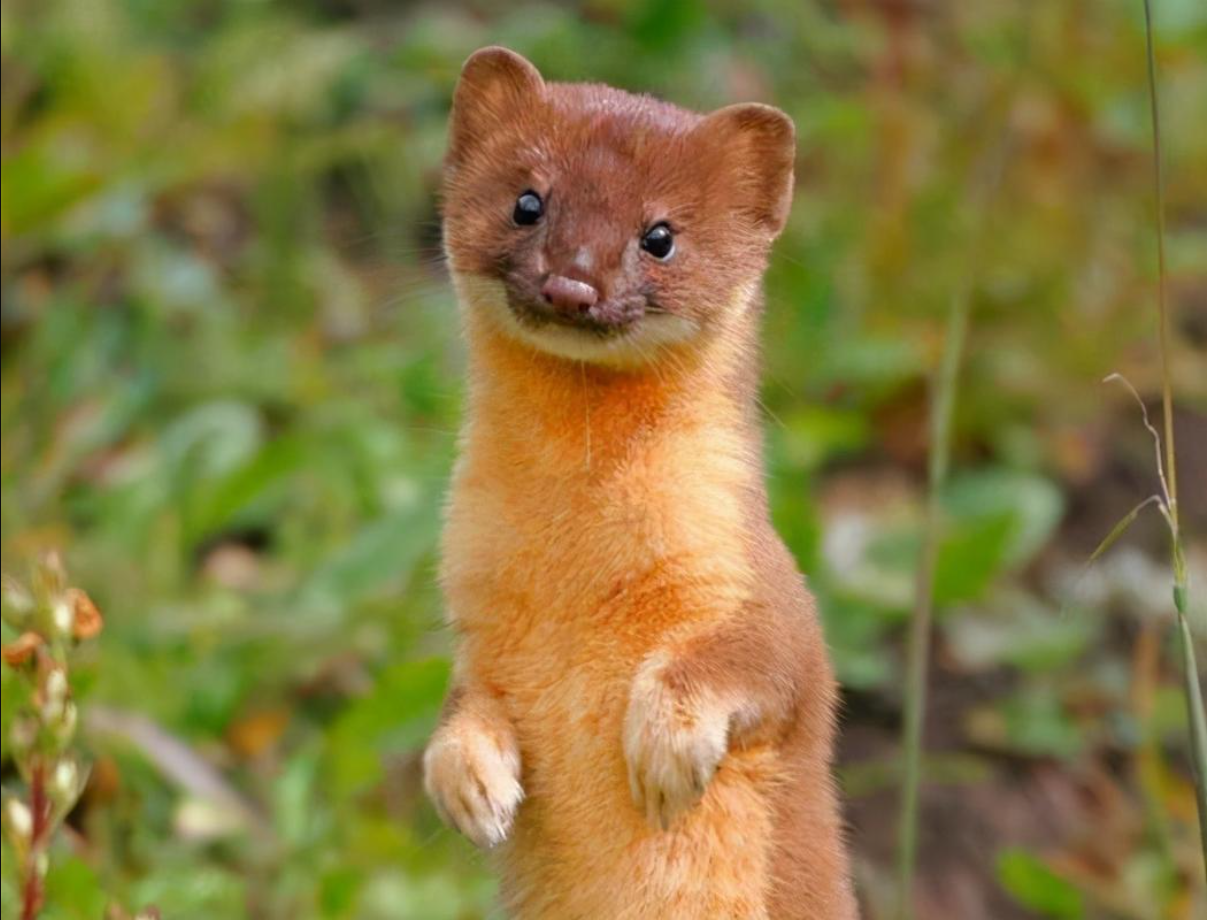 黄皮子进家什么预兆（黄皮子闯进家里怎么办？老人都说不能得罪，因为它报仇会报三代）(图7)