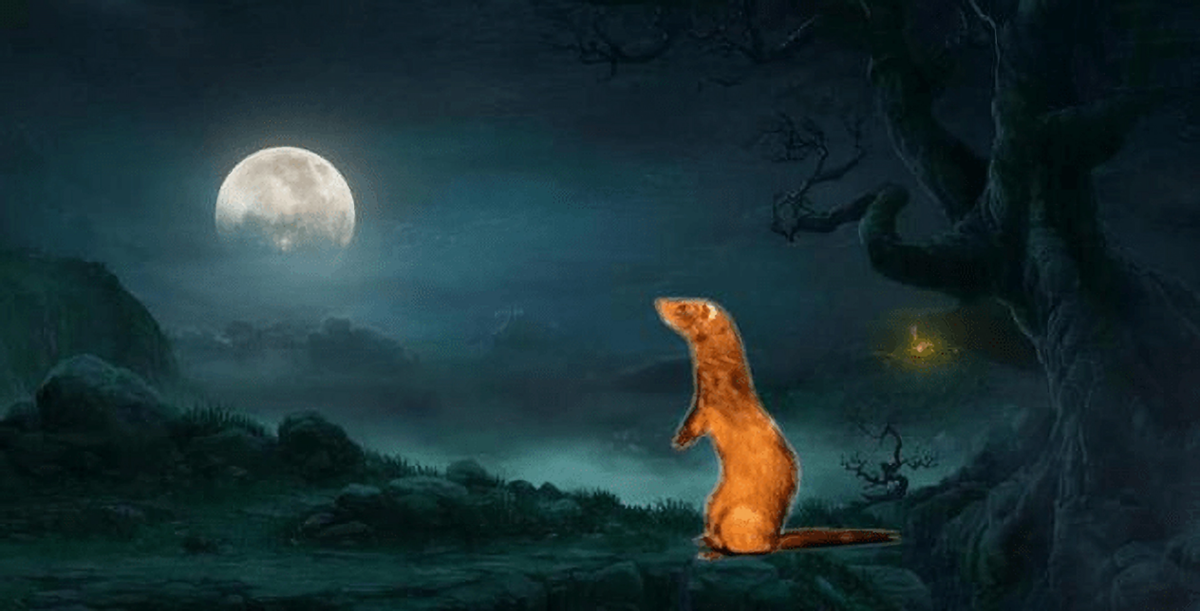 黄皮子进家什么预兆（黄皮子闯进家里怎么办？老人都说不能得罪，因为它报仇会报三代）(图11)