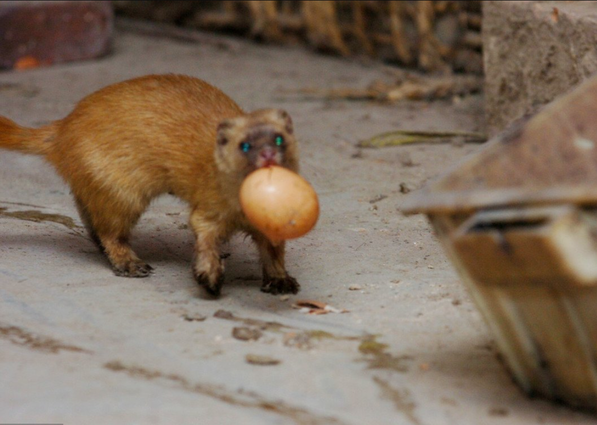 黄皮子进家什么预兆（黄皮子闯进家里怎么办？老人都说不能得罪，因为它报仇会报三代）(图17)