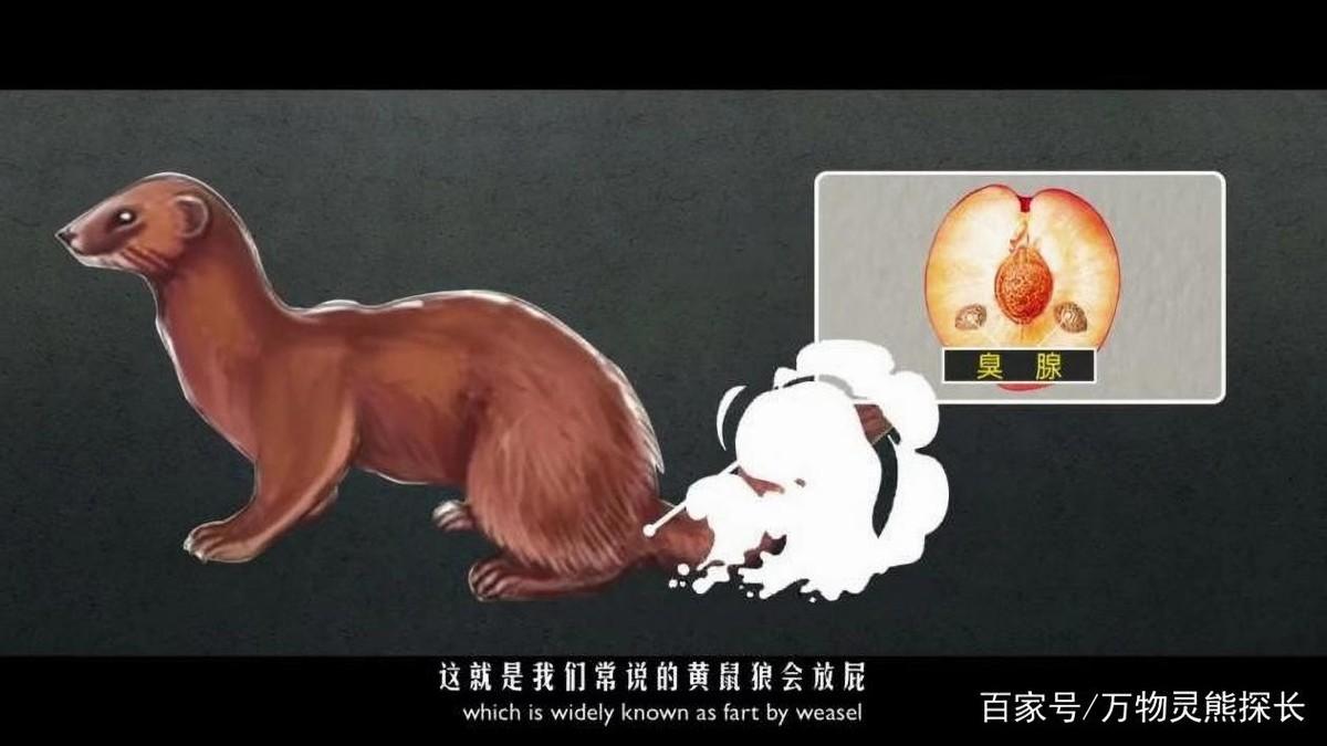 黄皮子进家什么预兆（黄皮子闯进家里怎么办？老人都说不能得罪，因为它报仇会报三代）(图16)