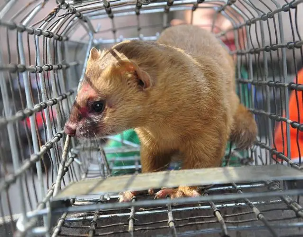 黄皮子进家什么预兆（黄皮子闯进家里怎么办？老人都说不能得罪，因为它报仇会报三代）(图13)