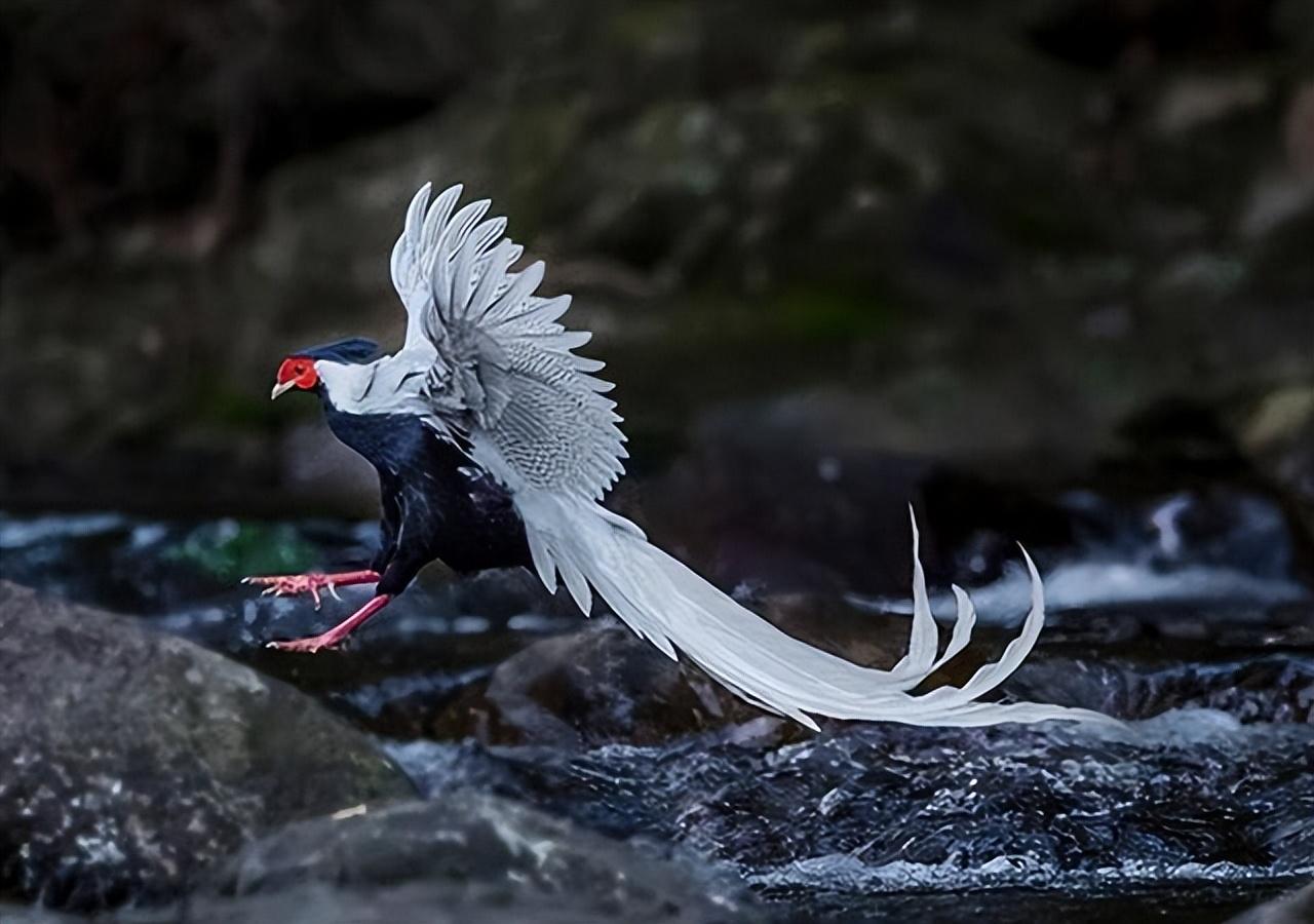 白凤凰是几级保护动物（福建游客拍到“白凤凰”！传说中的神鸟下凡，真实身份是只野鸡）(图3)