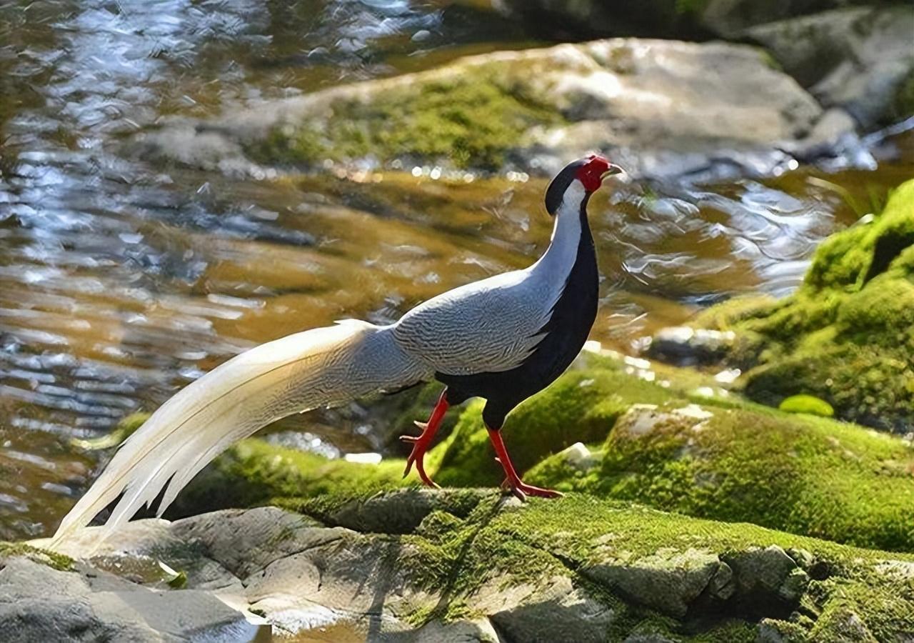 白凤凰是几级保护动物（福建游客拍到“白凤凰”！传说中的神鸟下凡，真实身份是只野鸡）(图4)