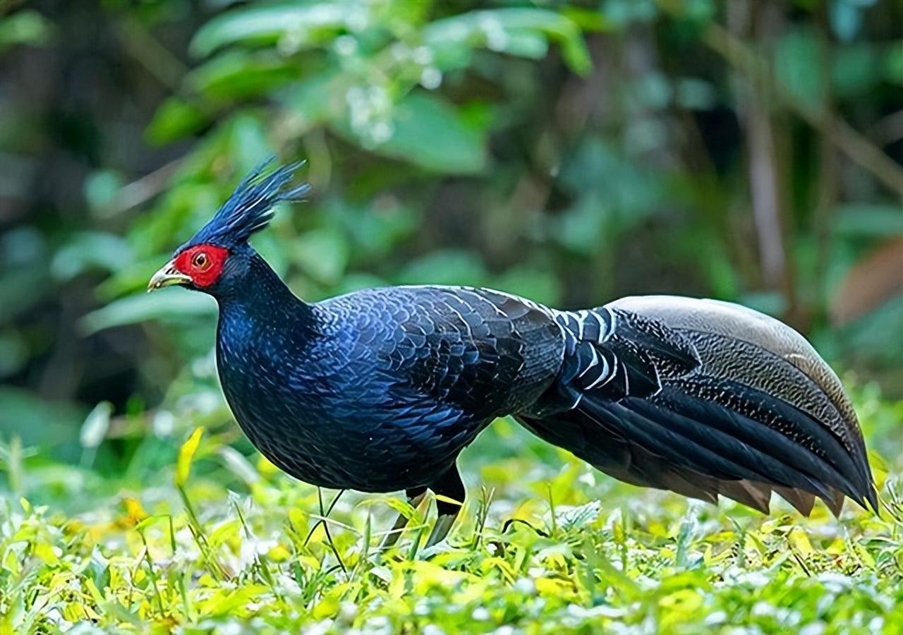 白凤凰是几级保护动物（福建游客拍到“白凤凰”！传说中的神鸟下凡，真实身份是只野鸡）(图5)