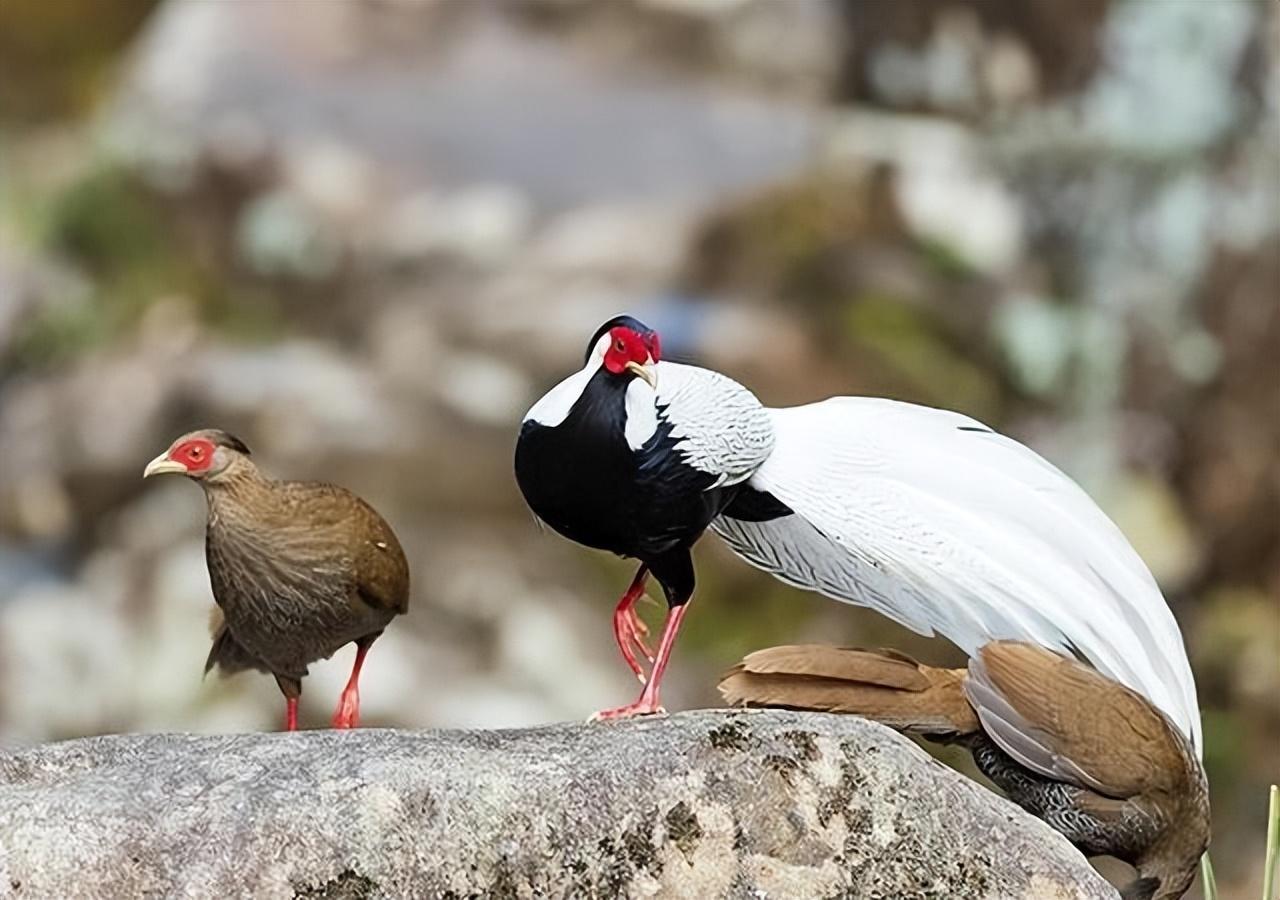 白凤凰是几级保护动物（福建游客拍到“白凤凰”！传说中的神鸟下凡，真实身份是只野鸡）(图8)