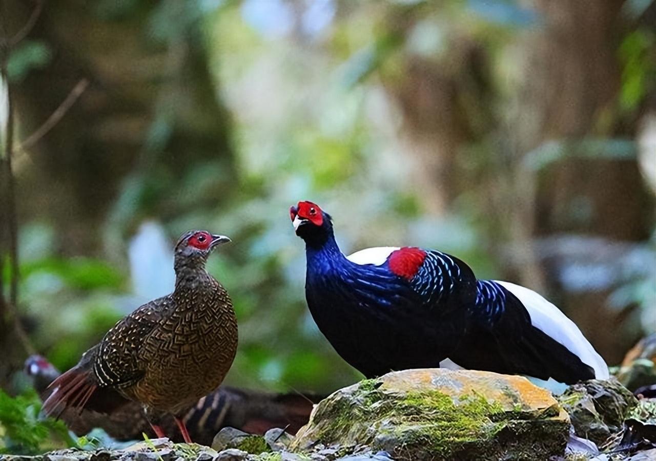 白凤凰是几级保护动物（福建游客拍到“白凤凰”！传说中的神鸟下凡，真实身份是只野鸡）(图9)