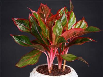 如何种植报年红开花期如何管理（万年红植物怎么养）(图3)