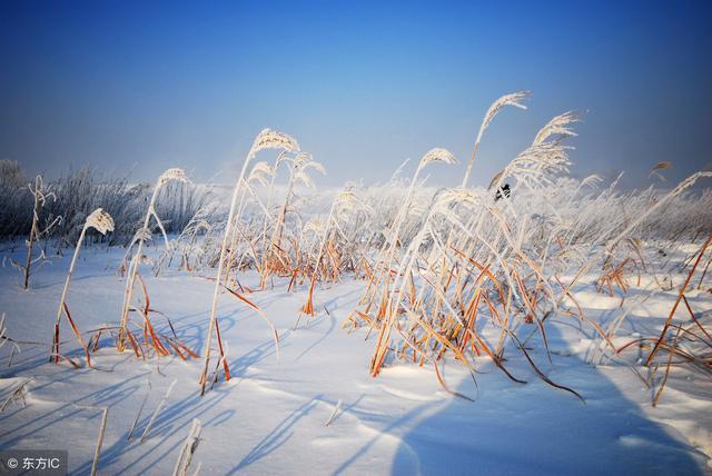 沼泽地形成的原因（沼泽地是如何形成的）(图4)