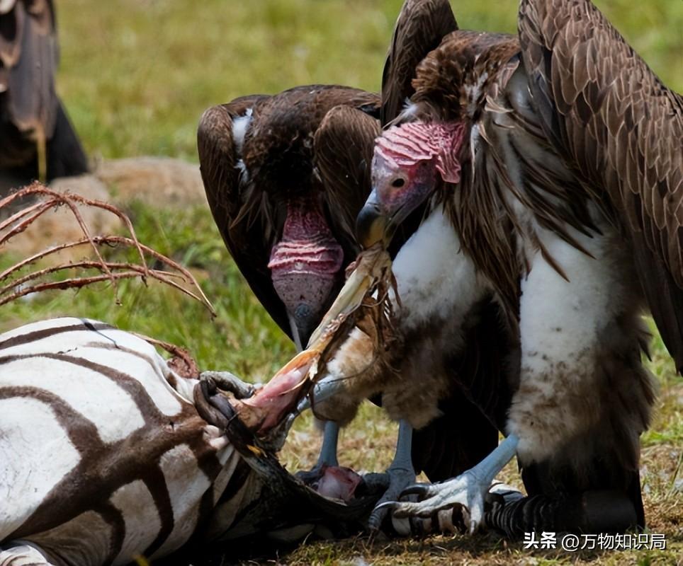 天藏秃鹫吃人全过程（仅仅45分钟，女驴友只剩一副白骨，食腐的秃鹫为啥突然攻击活物）(图7)