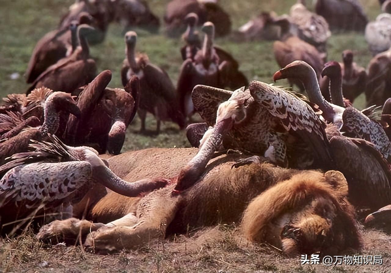 天藏秃鹫吃人全过程（仅仅45分钟，女驴友只剩一副白骨，食腐的秃鹫为啥突然攻击活物）(图18)