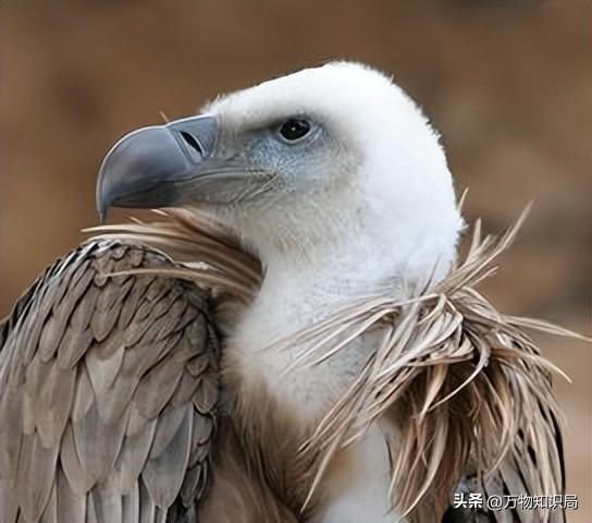 天藏秃鹫吃人全过程（仅仅45分钟，女驴友只剩一副白骨，食腐的秃鹫为啥突然攻击活物）(图16)