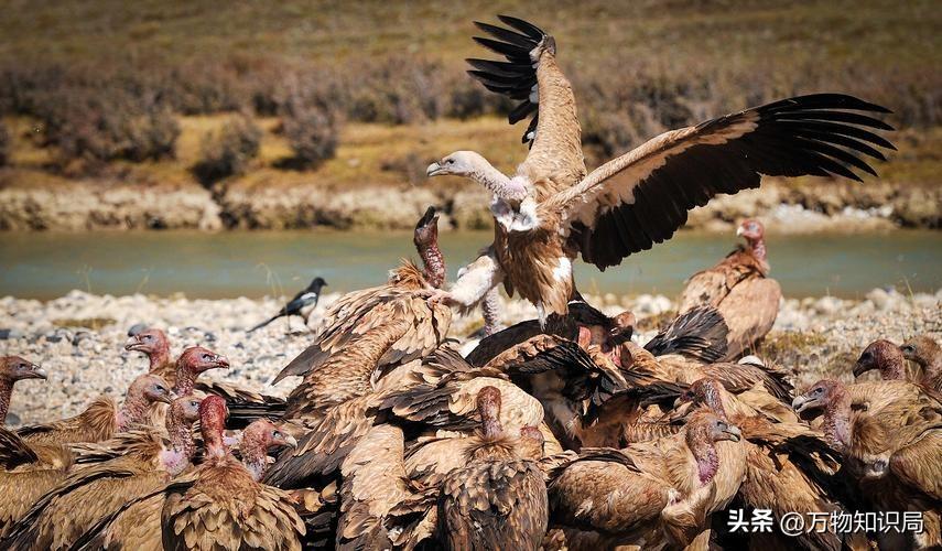 天藏秃鹫吃人全过程（仅仅45分钟，女驴友只剩一副白骨，食腐的秃鹫为啥突然攻击活物）(图14)