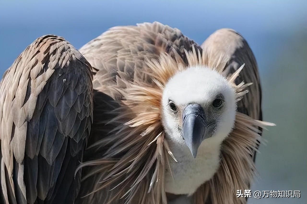 天藏秃鹫吃人全过程（仅仅45分钟，女驴友只剩一副白骨，食腐的秃鹫为啥突然攻击活物）(图28)