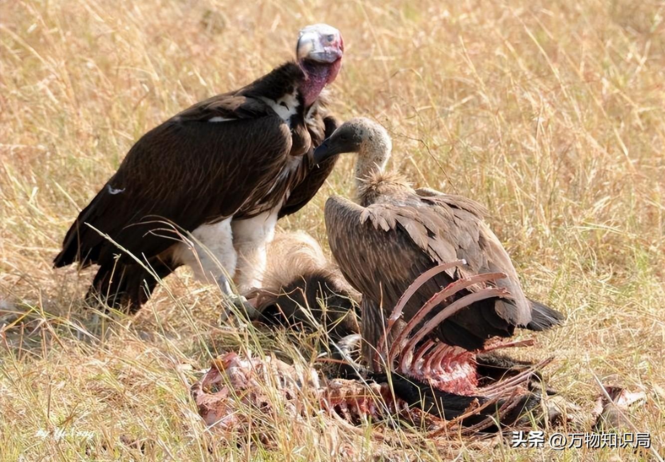 天藏秃鹫吃人全过程（仅仅45分钟，女驴友只剩一副白骨，食腐的秃鹫为啥突然攻击活物）(图20)