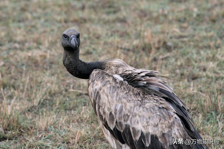 天藏秃鹫吃人全过程（仅仅45分钟，女驴友只剩一副白骨，食腐的秃鹫为啥突然攻击活物）(图24)