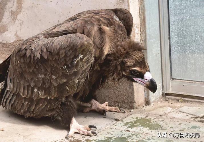 天藏秃鹫吃人全过程（仅仅45分钟，女驴友只剩一副白骨，食腐的秃鹫为啥突然攻击活物）(图33)