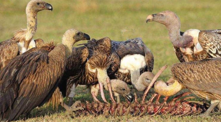 天藏秃鹫吃人全过程（只用45分钟，秃鹫将女驴友吃成了一副白骨，秃鹫也会攻击活物）(图1)