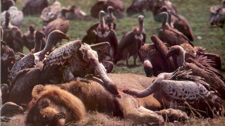 天藏秃鹫吃人全过程（只用45分钟，秃鹫将女驴友吃成了一副白骨，秃鹫也会攻击活物）(图7)