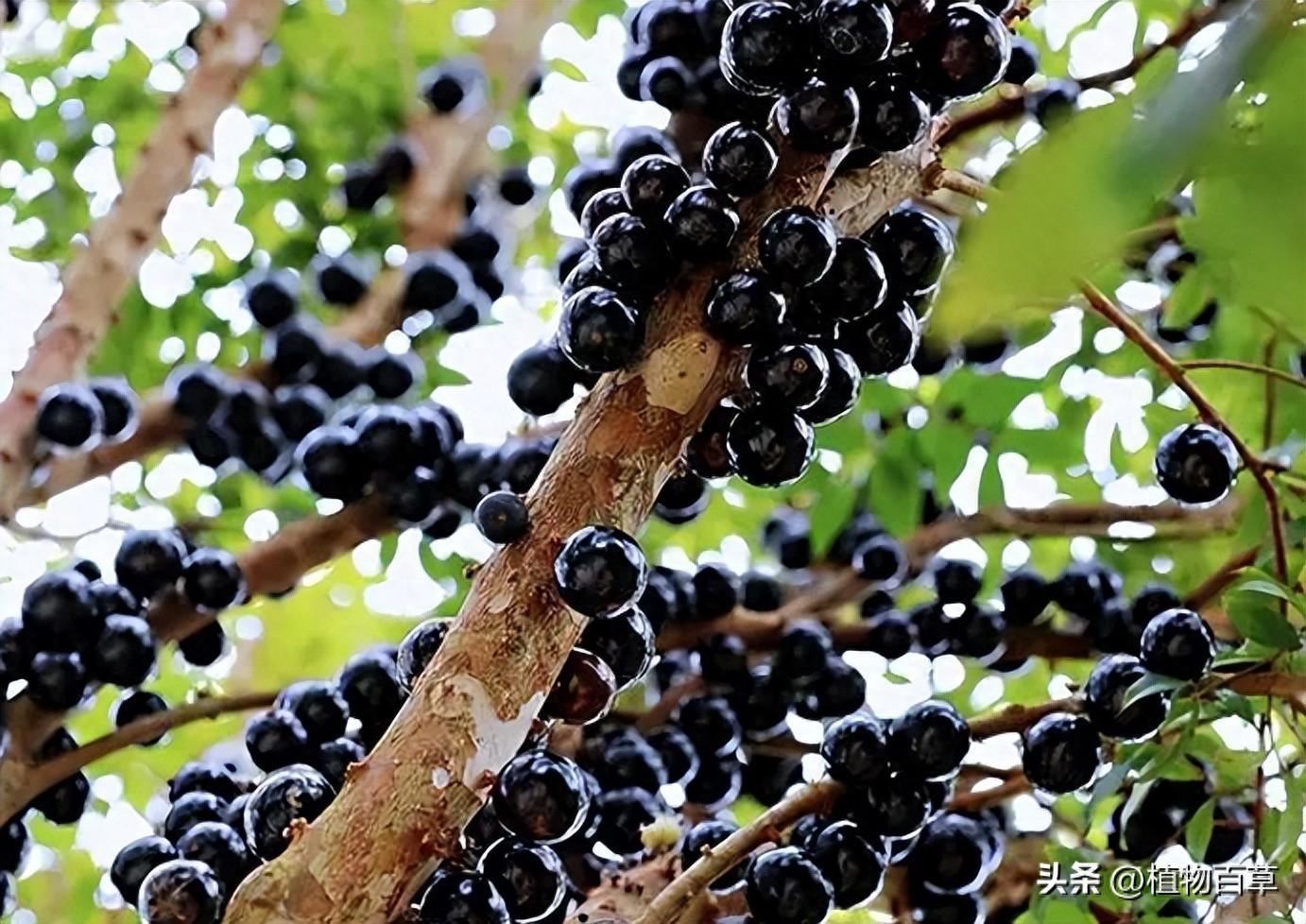 嘉宝果一斤多少钱（一斤80元，曾被吹捧为“摇钱树”，如今却被农民唾弃，啥问题）(图1)