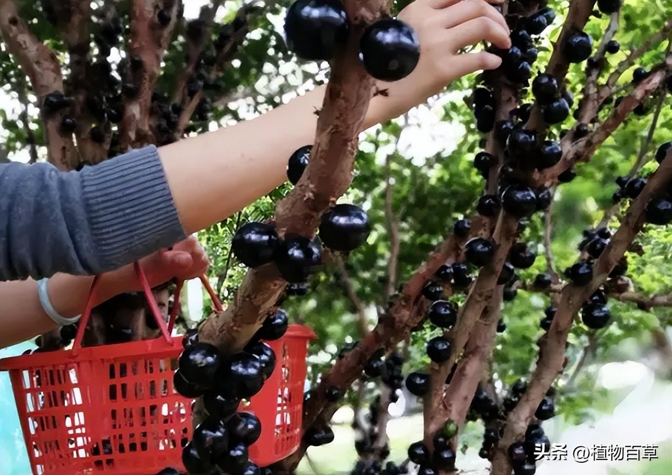 嘉宝果一斤多少钱（一斤80元，曾被吹捧为“摇钱树”，如今却被农民唾弃，啥问题）(图3)