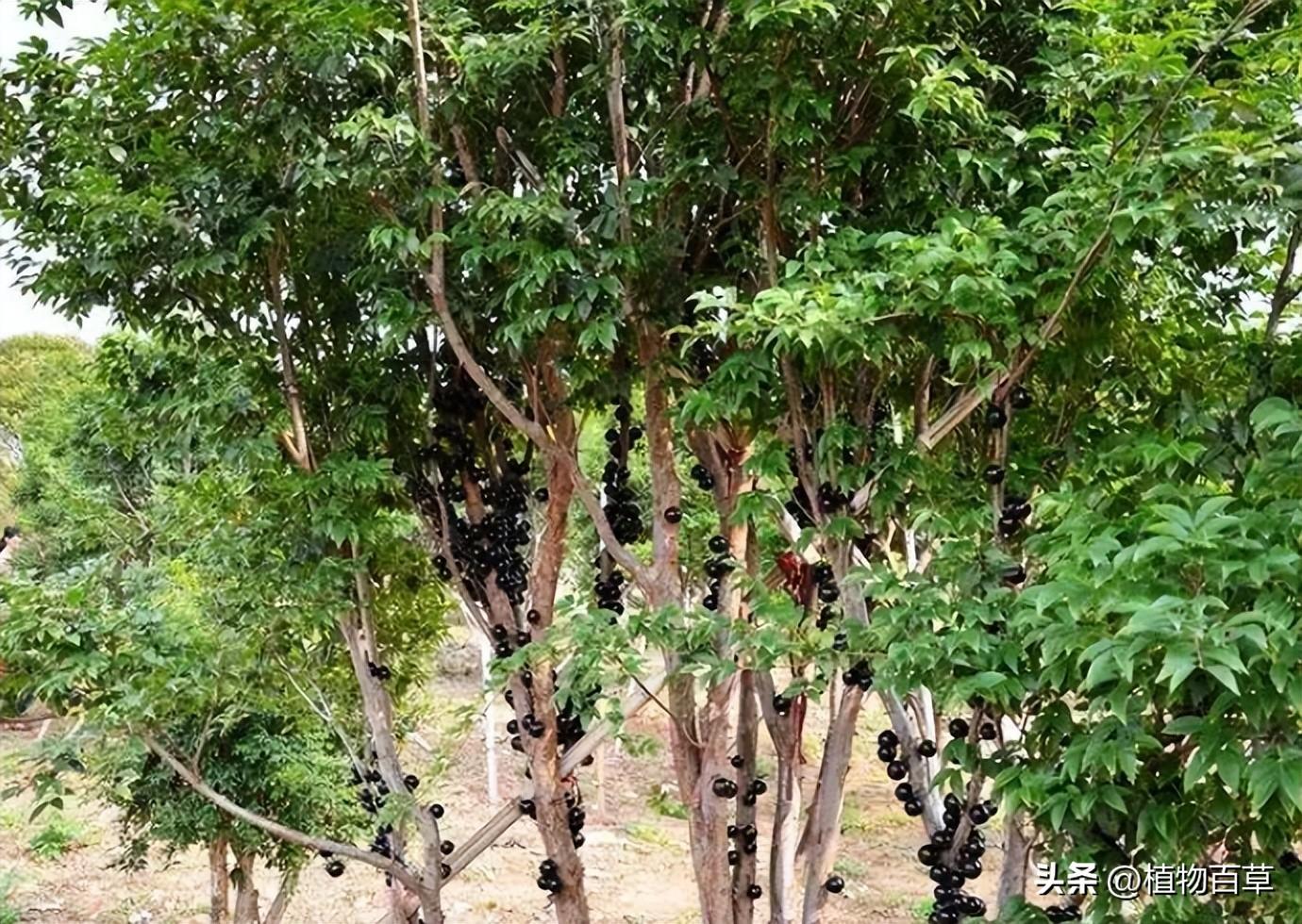 嘉宝果一斤多少钱（一斤80元，曾被吹捧为“摇钱树”，如今却被农民唾弃，啥问题）(图2)