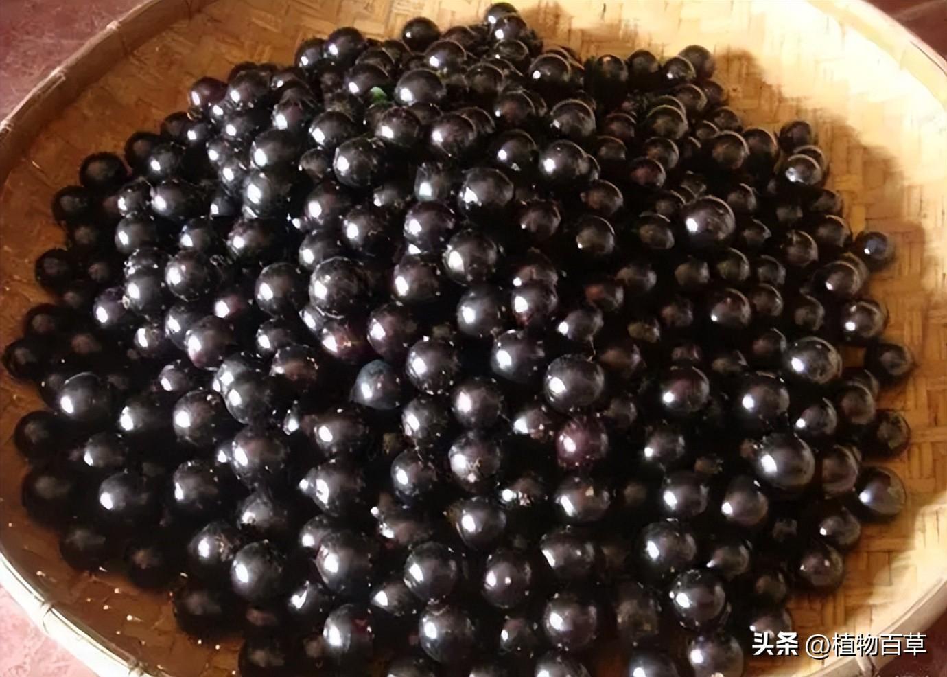 嘉宝果一斤多少钱（一斤80元，曾被吹捧为“摇钱树”，如今却被农民唾弃，啥问题）(图5)