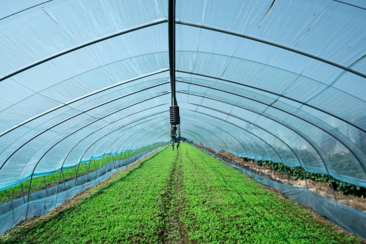 钢架大棚多少钱一平米（建一个大棚需要多少费用）(图1)