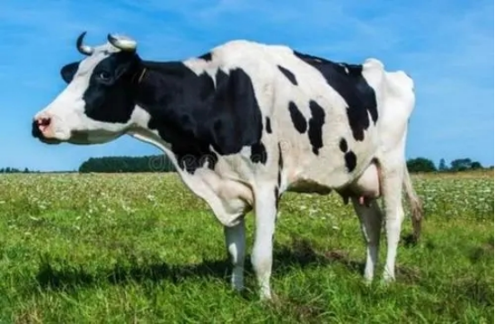 奶牛是公牛还是母牛产奶（奶牛有公牛吗，它会一直产奶吗）(图1)