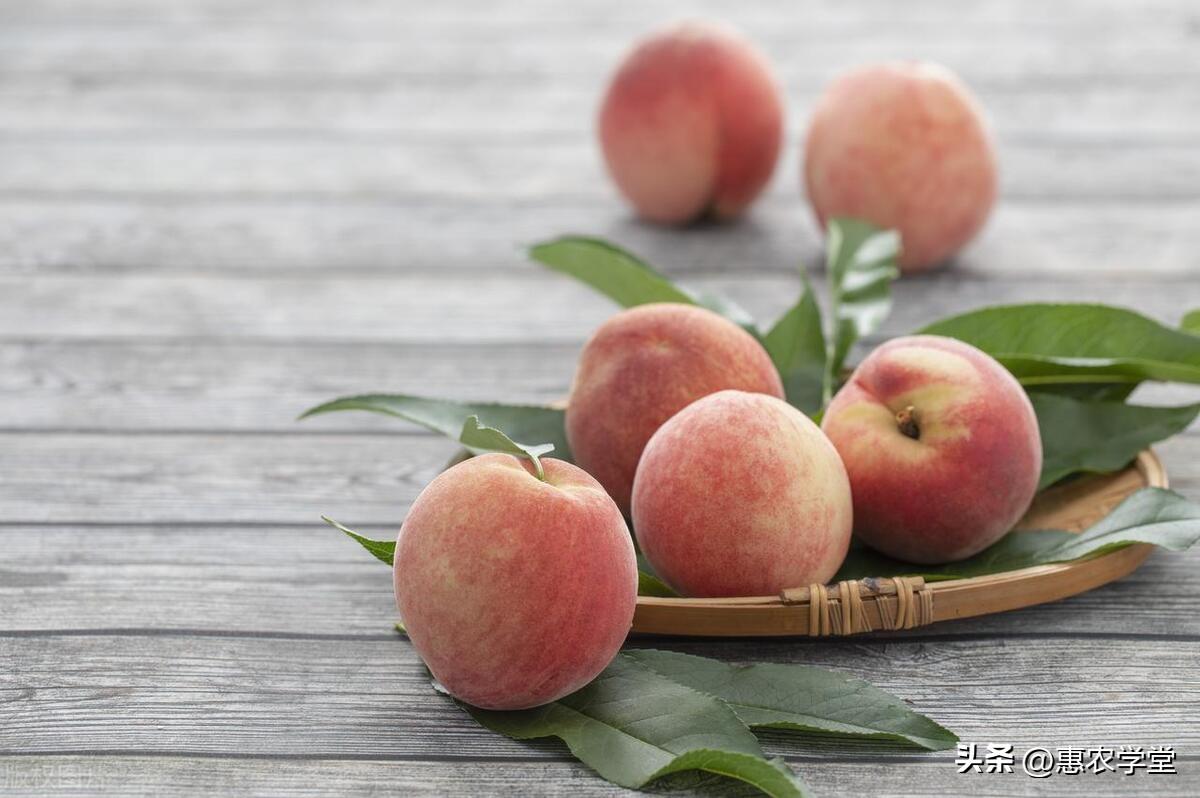 水蜜桃价格（水蜜桃产地批发多少钱一斤）(图1)