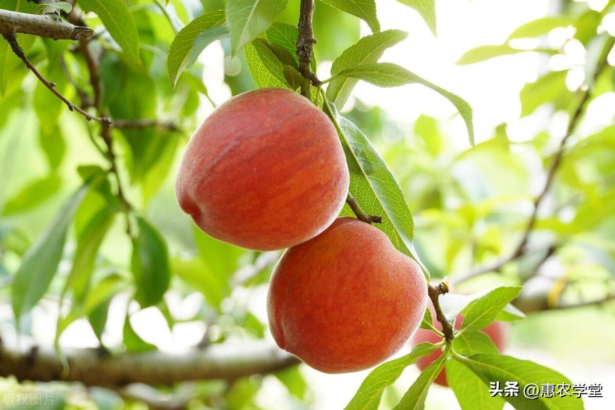 水蜜桃价格（水蜜桃产地批发多少钱一斤）(图3)