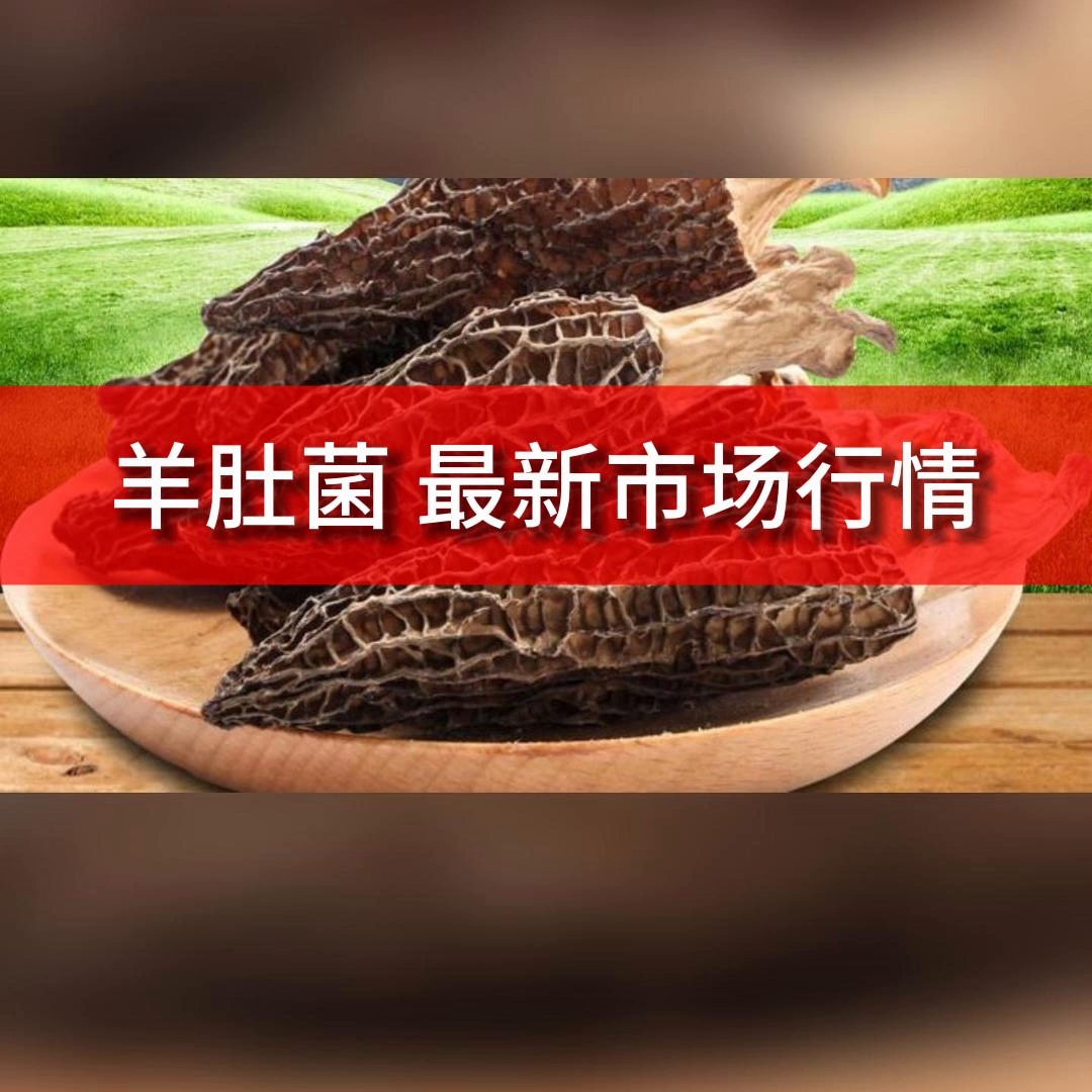 干货羊肚菌一斤多少钱（羊肚菌原产地在哪里？产地哪里最好？羊肚菌干货批发价格多...）(图1)