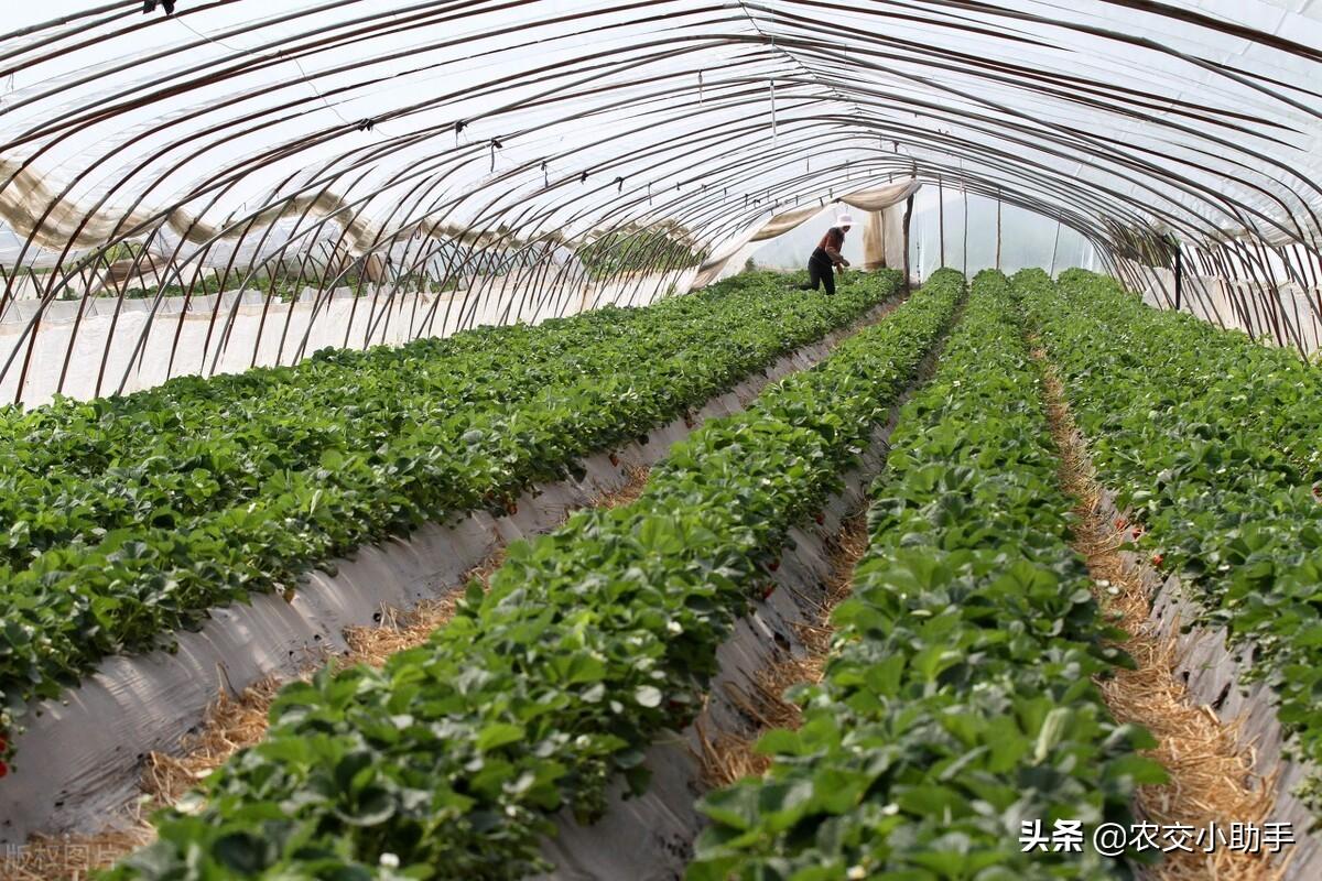 钢架大棚多少钱一平米（大棚种植涉及到的用地土地类型是什么？钢架大棚多少钱一亩）(图3)